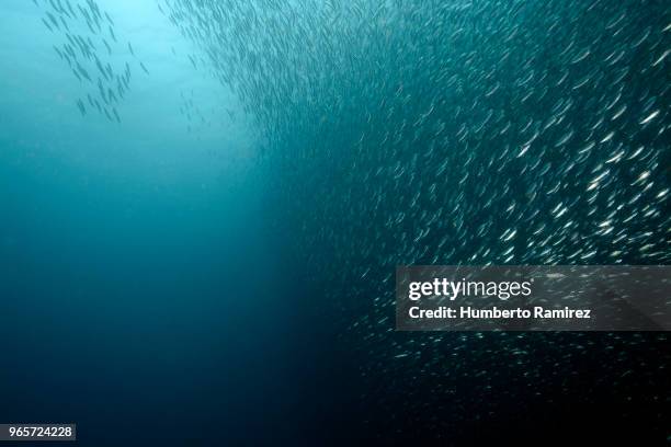 false herring school. - anchovy bildbanksfoton och bilder