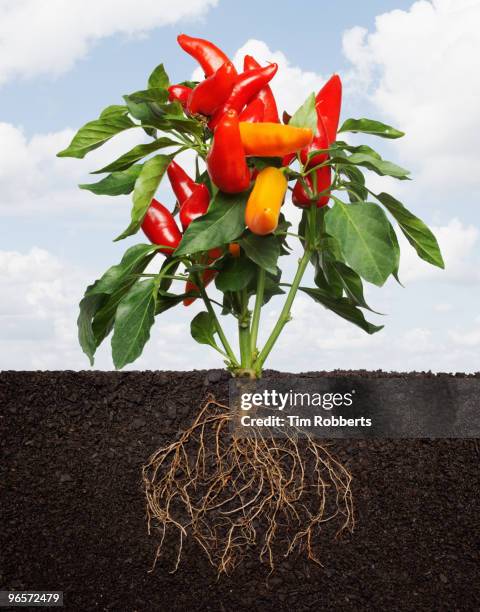 chili pepper plant growing in soil with roots. - roots foto e immagini stock