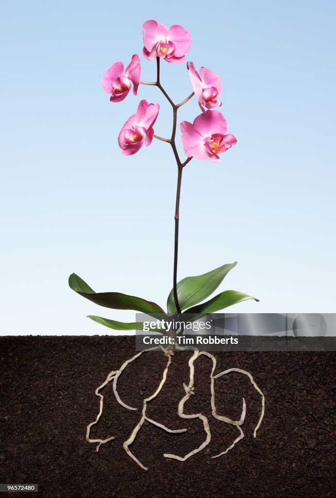 Phalaenopsis orchid growing in soil with roots.