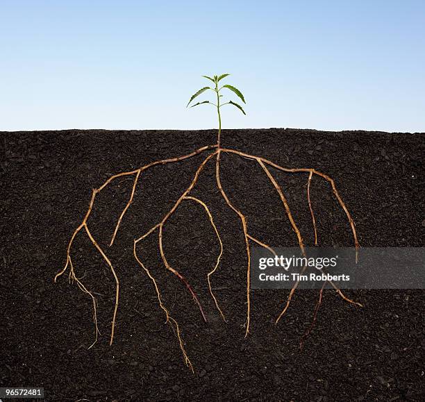 plant seedling growing with extensive roots. - racine terre photos et images de collection