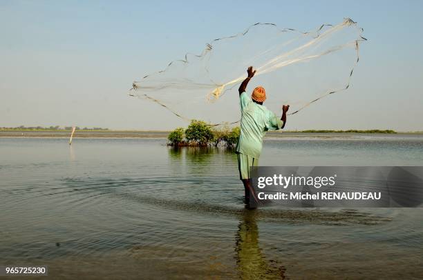 West Africa, Senegal, Sine Saloum, landscapes, fishing hawk. Afrique de l'Ouest, Senegal, Sine_saloum, Paysages, peche a l'epervier.