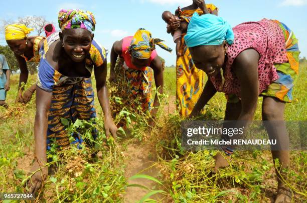 West Africa, Sine Saloum, the peanut harvest. Afrique de l'Ouest, Sine Saloum, recolte de l'arachide.