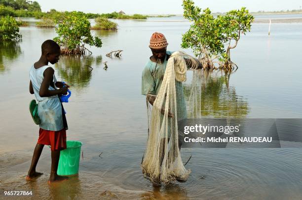 West Africa, Senegal, Sine Saloum, landscapes, fishing hawk. Afrique de l'Ouest, Senegal, Sine_saloum, Paysages, peche a l'epervier.