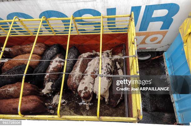 Transport de bétail à bord d'un ferry, 18 février 2016, entre Puerto Natales et Puerto Montt, Patagonie, Chili.