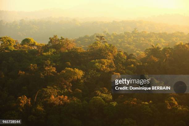 Forêt Coorg , Inde du Sud.