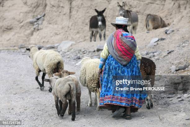 South America, Peru, Arequipa area, Colca canyon, sheep flock.