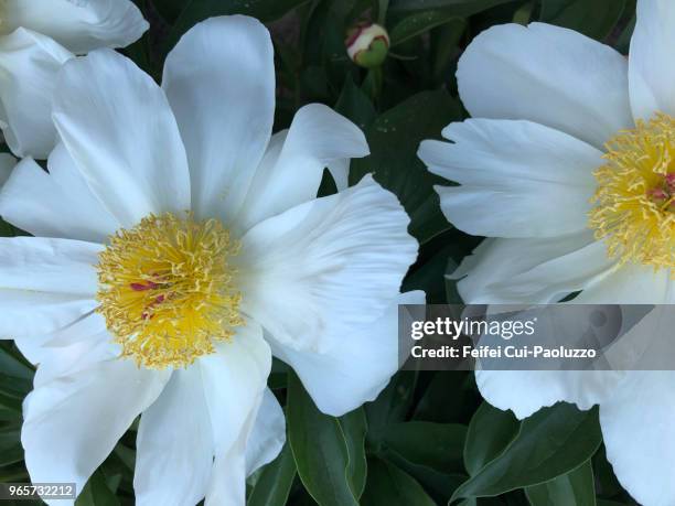 close-up of white peony flower - paeonia suffruticosa stock pictures, royalty-free photos & images