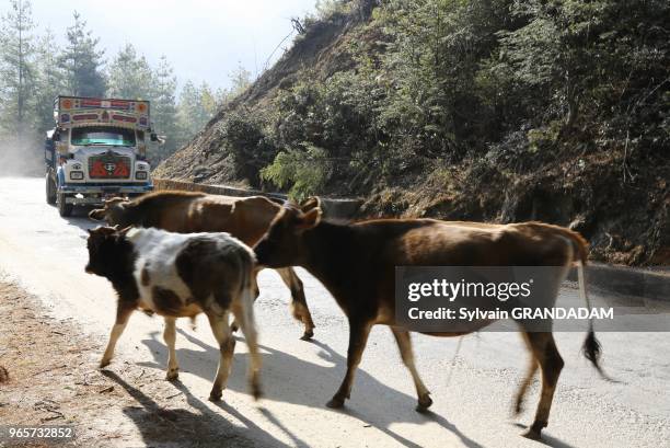 Bhutan , the road from Thimphu to Punakha trough Dochu-la pass ,wandering cows // Bhoutan , la route de Thimphu a Punakha par le col de Dochu-la ,...