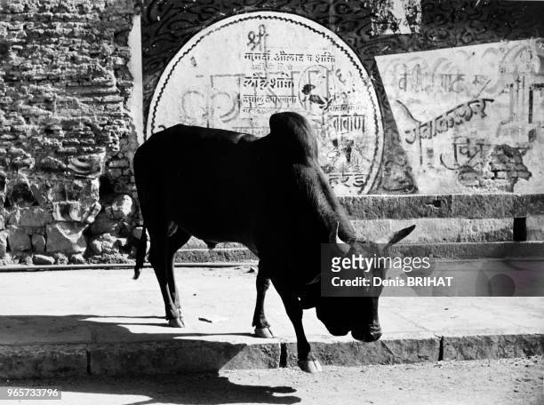 Vache descendant d'un trottoir, sur le mur à l'arrière plan très beau graphisme Inde.
