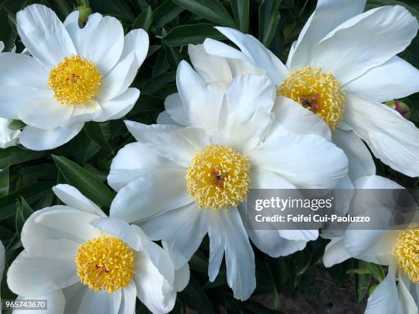 close-up of group white peony flowers - paeonia suffruticosa stock pictures, royalty-free photos & images