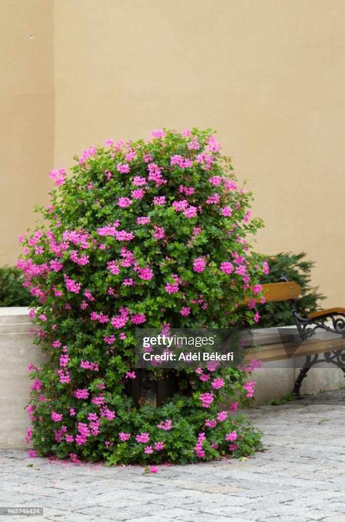 PInk geranium