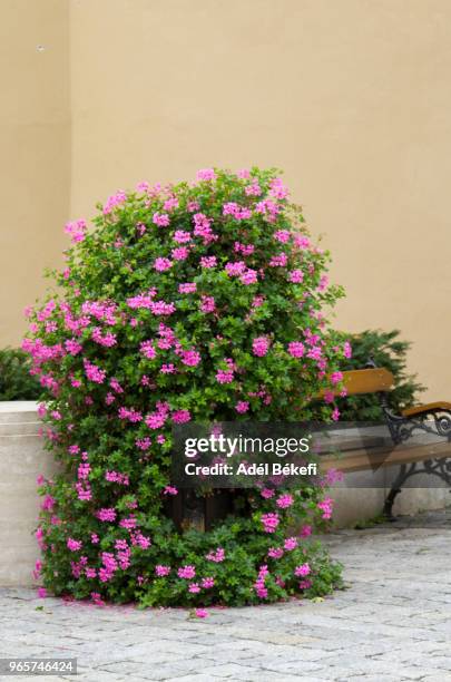 pink geranium - peppermint geranium stock pictures, royalty-free photos & images