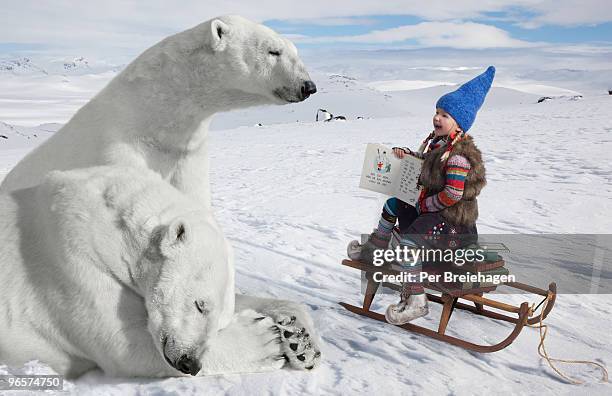 the polar bear teacher - one per stock pictures, royalty-free photos & images