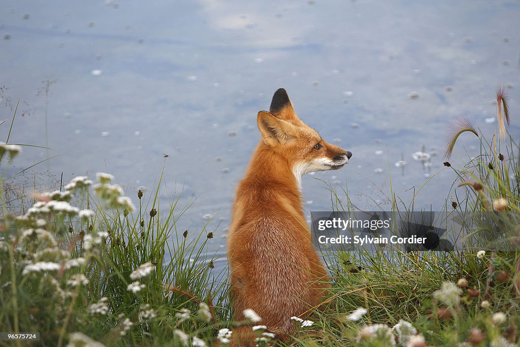 Red fox .