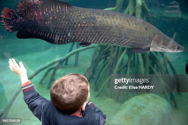 Parc zoologique de Paris-Vincennes, enfant devan l'aquarium.