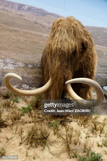 Le Mammouth laineux, reproduit et présenté dans la « Galerie de l'aurignacien », de la Caverne du Pont D'Arc, où trente-six mille ans plus tard,...