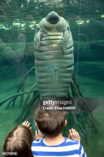 Parc zoologique de Paris-Vincennes, Enfants devant le bassin du Lamantin.