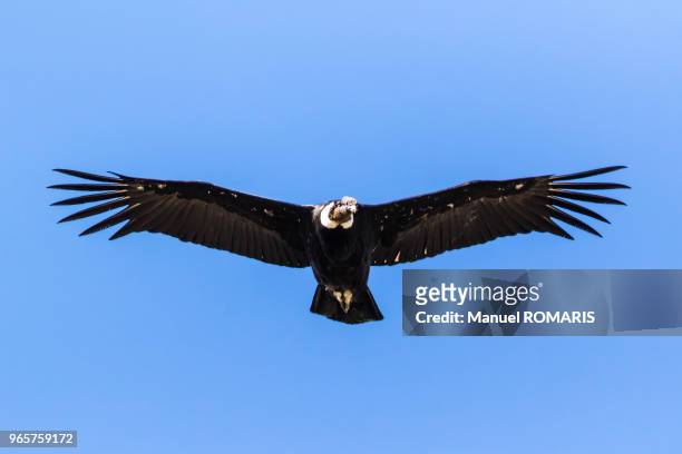 andean condor, los glaciares national park, argentina - andes stock-fotos und bilder