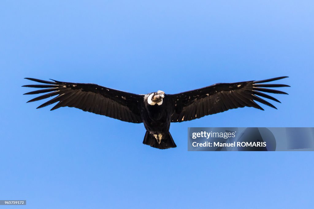 Andean condor, Los Glaciares National Park, Argentina