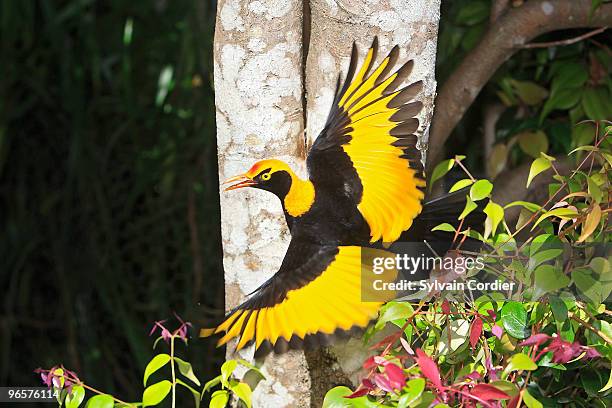 regent bowerbird - bowerbird bildbanksfoton och bilder