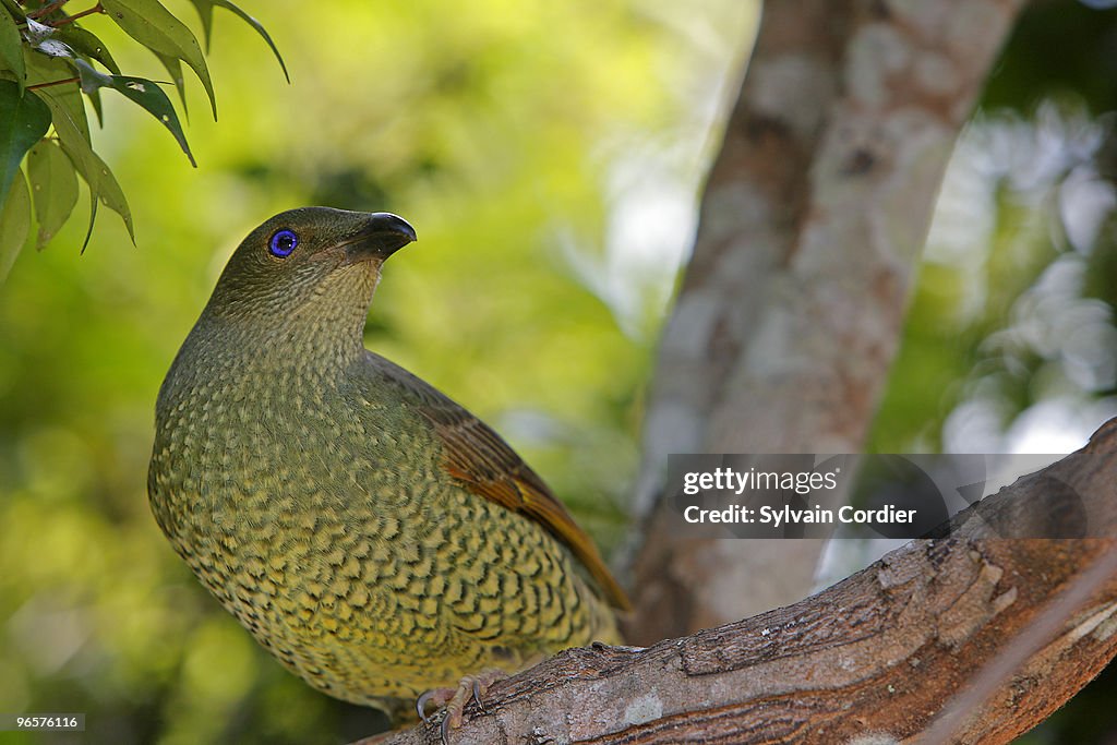 SATIN BOWERBIRD . FEMALE