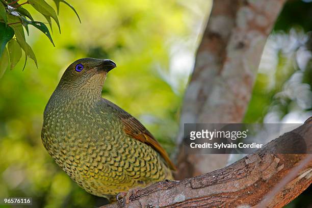 satin bowerbird . female - satin bowerbird stock pictures, royalty-free photos & images