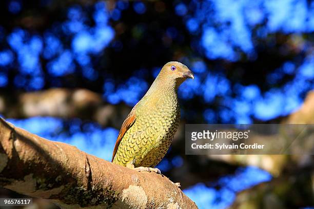 satin bowerbird . female - satin bowerbird stock pictures, royalty-free photos & images