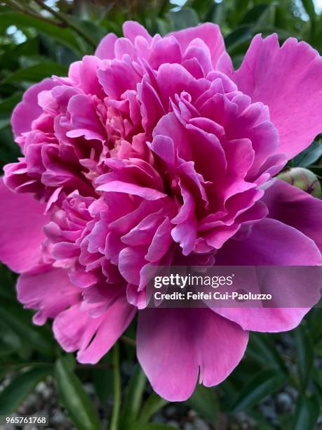 close-up of a pink peony flower - paeonia suffruticosa stock pictures, royalty-free photos & images