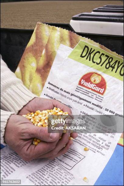 Demonstration du semencier Monsanto (sous l'égide de l'Association générale des producteurs de maïs d'une variète de maïs transgénique dans une...