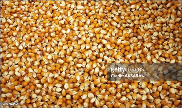 Demonstration du semencier Monsanto (sous l'égide de l'Association générale des producteurs de maïs d'une variète de maïs transgénique dans une...