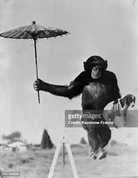 Exercice de dressage d'un chimpanzé, dansant sur un fil tendu, tenant dans une main une ombrelle et, dans l'autre, un petit chien, le 22 décembre...