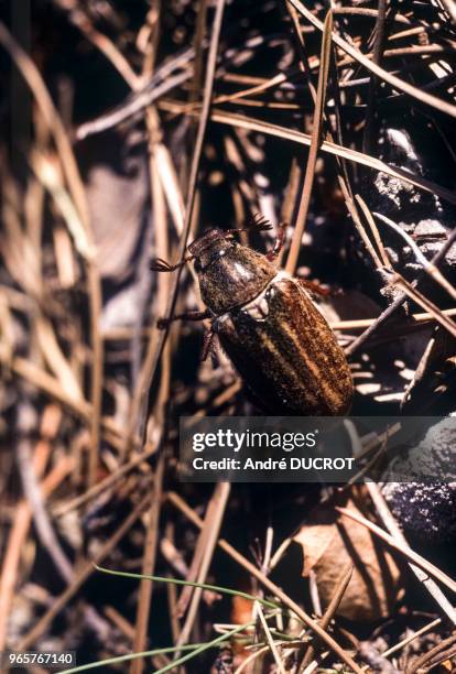 Scarabée anoxia australis le 16 juillet 1986, dans l'Hérault, France.