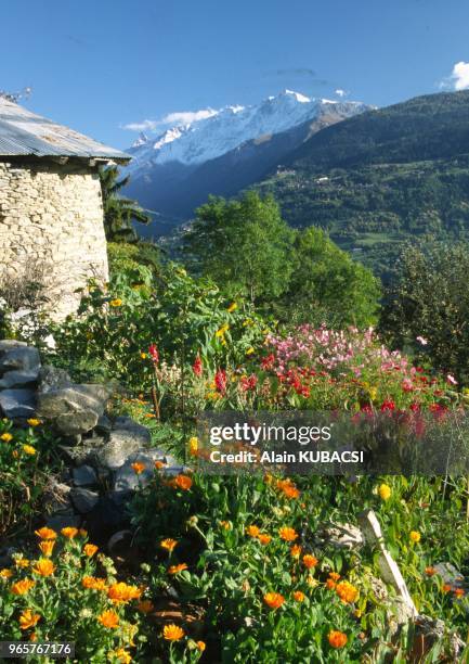 Jardin de Me Delavest, Picolard , Les Chapelles, Versant du Soleil, Beaufortin, Savoie, France Zinnias, Glaiolus, Cosmos Jardin de Me Delavest,...