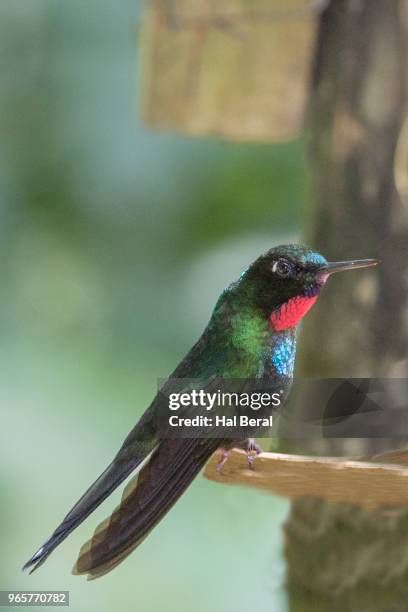 tourmaline sunangel hummingbird male - halbergman or hal bergman stockfoto's en -beelden