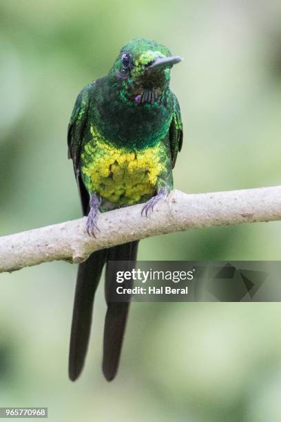 empress brilliant hummingbird male - halbergman or hal bergman stockfoto's en -beelden