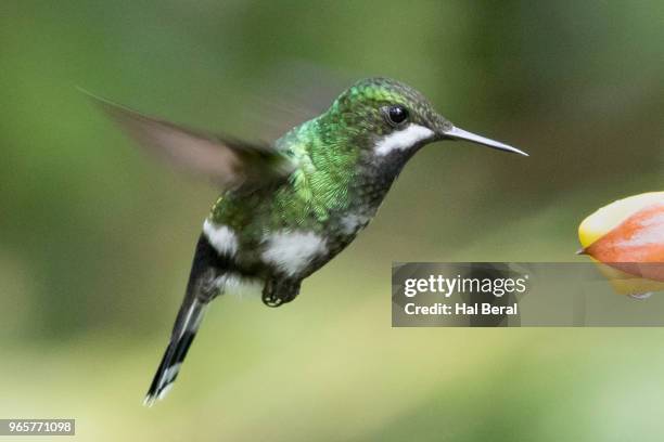 green thorntail hummingbird male feeding on flower - halbergman or hal bergman stockfoto's en -beelden