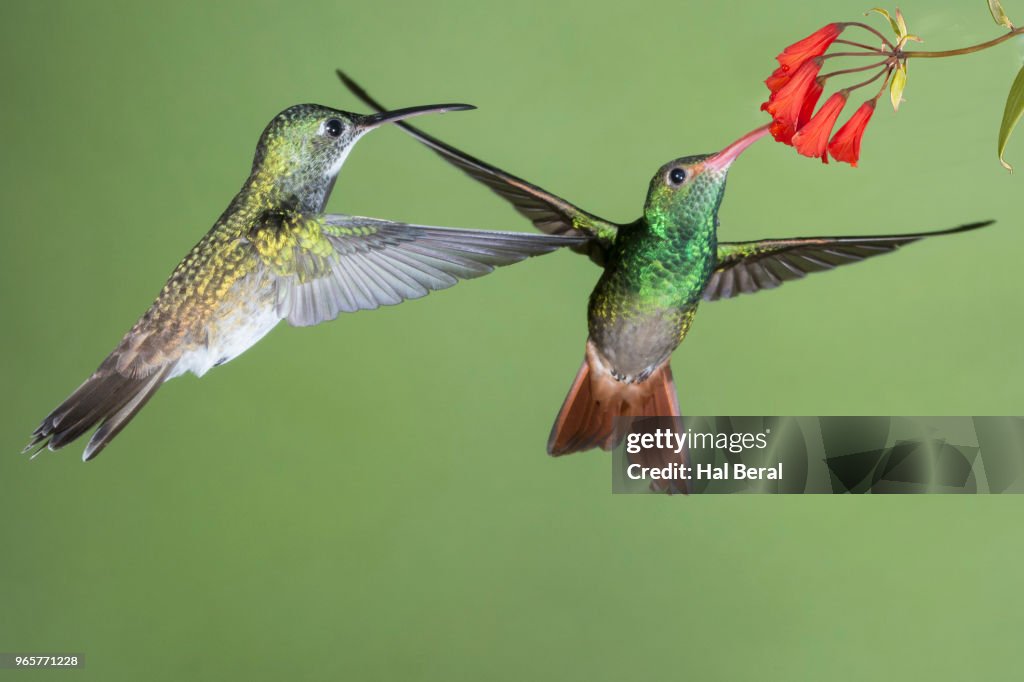 Purple-Bibbed Whitetip Hummingbird female waits while Rufous-Tailed Hummingbird feeds on flower