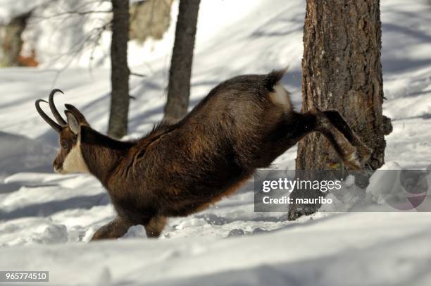 chamois, in the rupicapra rupicapra département - chamois stock pictures, royalty-free photos & images