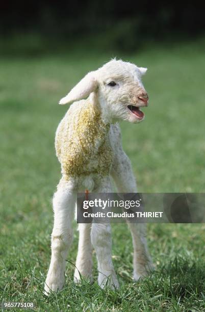 Agriculture. Elevage ovin. Agneau nouveau ne de race est a laine Merinos. Agnelage au parc au printemps.