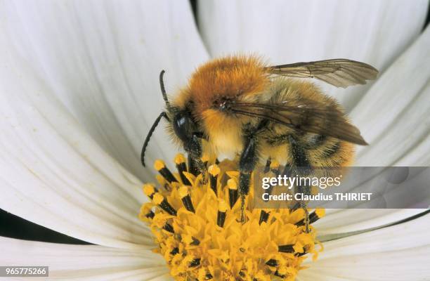 INSECTE, BOURDON SUR COSMOS.