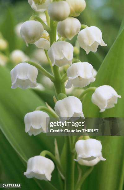 FLEUR, MUGUET.