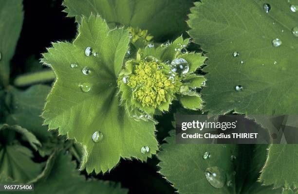 VEGETAL, ROSEE SUR UNE FEUILLE.