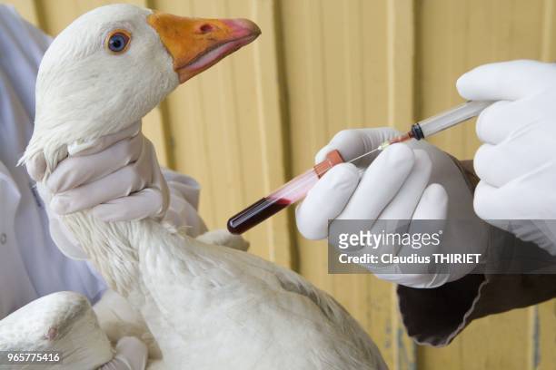 Agriculture. Prise de sang sur une oie par le veterinaire pour detection de virus ou de maladie .