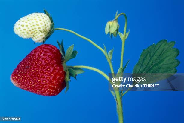 Fruit Rouge, Fraise.