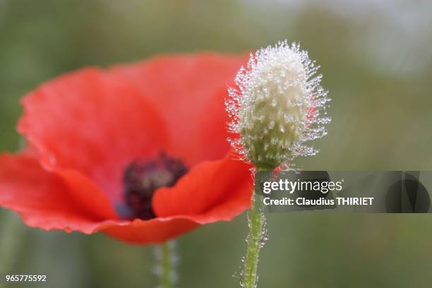 Bourgeon de coquelicot dans la rosee devant une fleur de coquelicot.