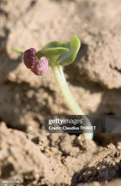 Pousse Colza Jeune Pousse Photos and Premium High Res Pictures - Getty Images