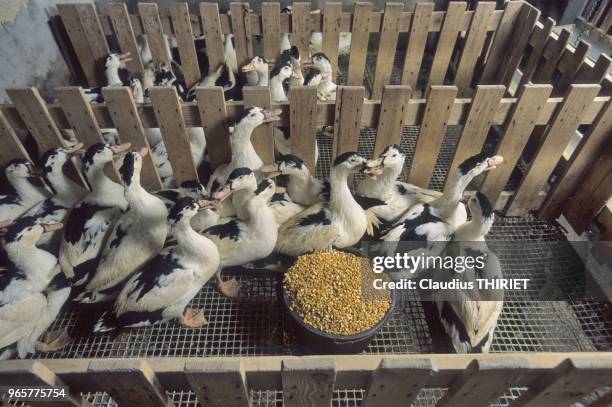 Agricultue. Elevage de canards pourle gavage et la production de foie gras. Canards en cases multiples. Seau de mais pret pour le gavage.
