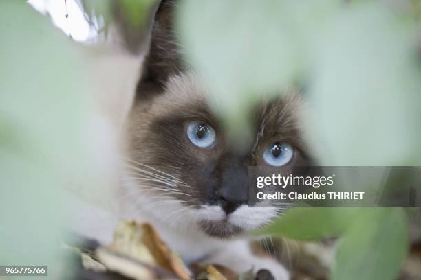 Chat de type europeen avec les yeux bleus tres clairs cache dans les feuillage.