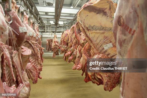 Agro alimentaire. Atelier de decoupe de viande. Chambre froide de stockage des quartiers de viande. Abattoir.