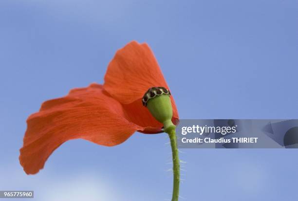 Fleur de coquelicot fanee laissant entrevoir son coeur.